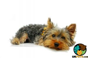 Yorkshire Terrier Wanted in Great Britain