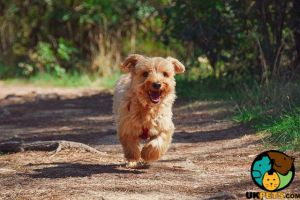 Cute Yorkshire Terrier Wanted