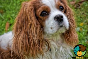 Cavalier King Charles Spaniel for Rehoming
