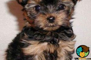 I want to buy yorkshire terrier