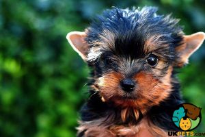 Yorkshire Terrier Wanted