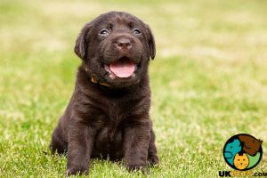 Lab pup wanted