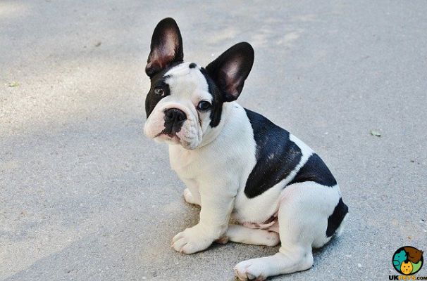 French Bulldog Wanted in Lodon