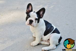 French Bulldog Wanted in Lodon