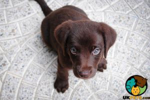 Wanted Red fox Labrador puppy