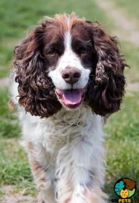 English Springer Spaniel Wanted in the UK