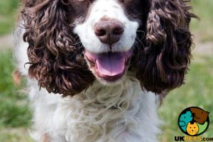 We’re looking for a springer spaniel puppy