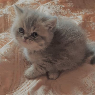 Wonderful New Litter of Persian Kittens | UKPets