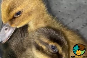 Baby Ducks for sale