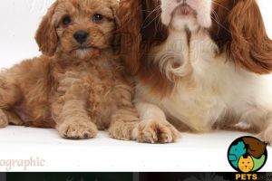 Cavalier King Charles Spaniel Wanted in Great Britain