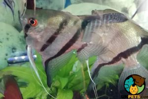 Breeding pair of angel fish for sale