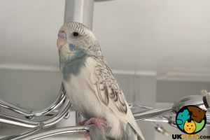 Budgerigar For Sale in Great Britain
