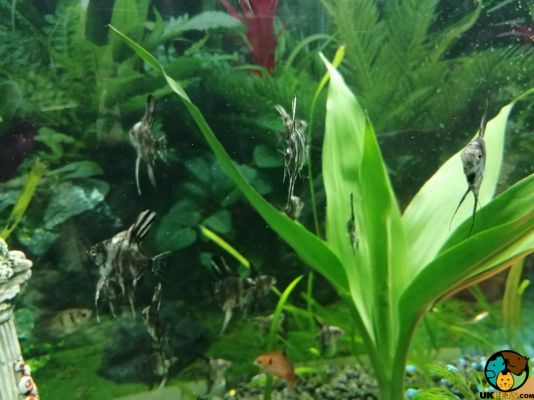Angelfishes for Rehoming