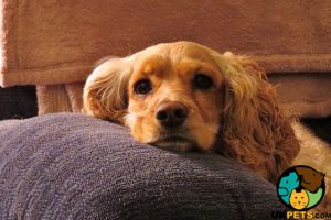 Looking for a Cocker Spaniel Puppy