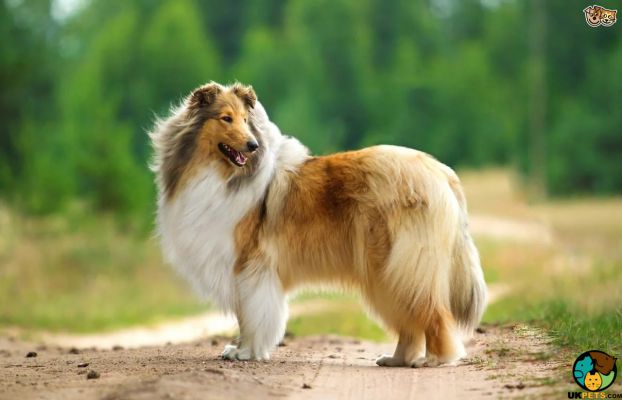 Rough Collie Wanted in Great Britain