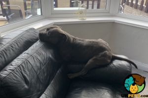 Wanted girl Staffordshire Bull Terrier