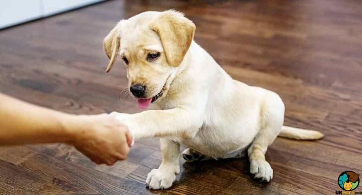 Labrador Retriever Wanted in the UK
