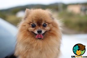 Pomeranian Wanted in Lodon