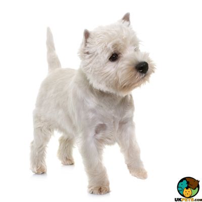 West Highland Terrier Wanted in Lodon