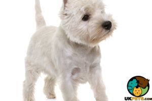 West Highland Terrier puppy wanted