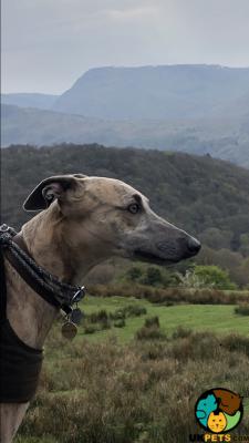 Cute Whippet For Stud