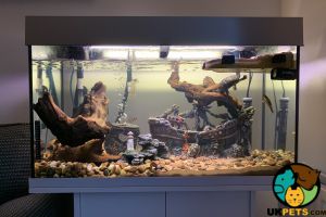 2 musk turtles and tank for sale