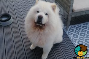 Wanted chow chow!