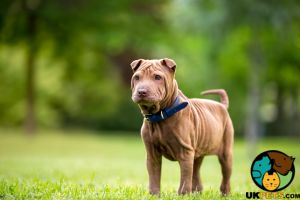 WANTED- SHAR PEI PUPPY TO PURCHASE