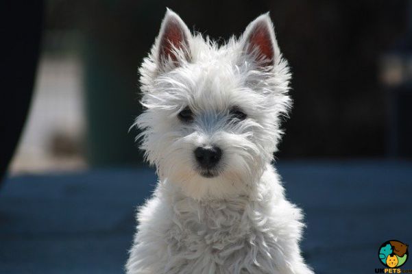 West Highland Terrier Wanted in the UK