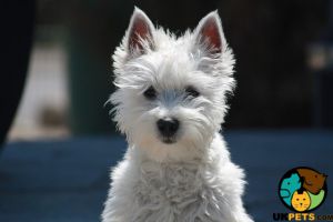 West Highland Terrier Wanted in the UK