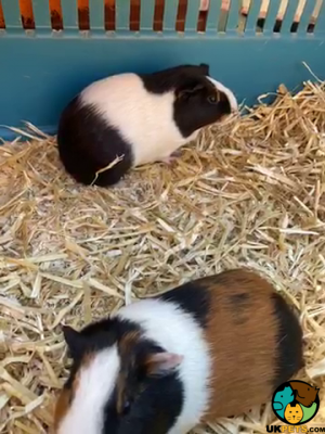 Guinea Pig Rodents Breed