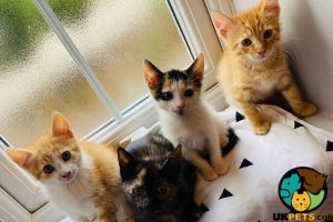 4 special kittens for sale DELIVERY MAYBE
