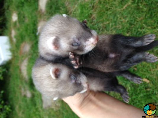 Ferret Rodents Breed