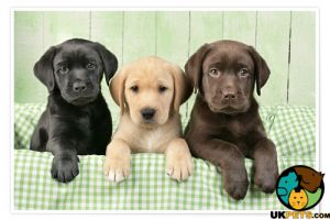 Wanted a Labrador puppy!