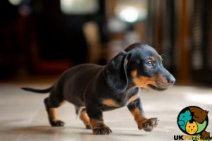 Miniature Dachshund Advertisement UK Pets