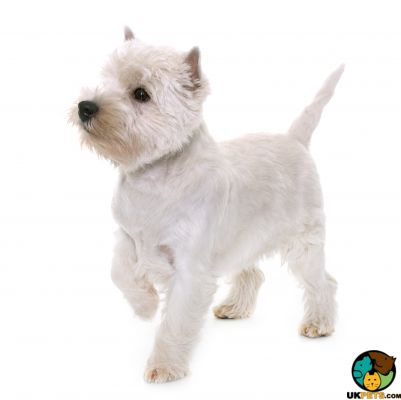 West Highland Terriers Wanted