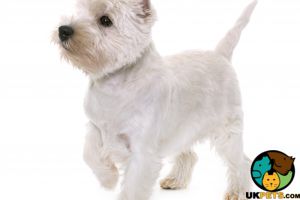 West highland white terrier puppy wanted