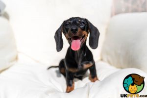 Dachshund Wanted in Lodon