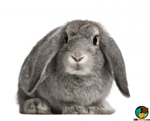 French Lop Online Listings