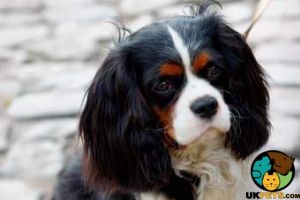 Cavalier King Charles Puppy wanted for November
