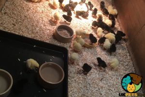 Female chicks for sale