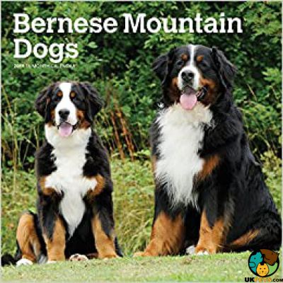 Bernese Mountain Dog for Rehoming