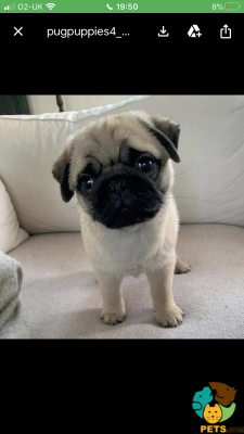 Pug Wanted in the UK