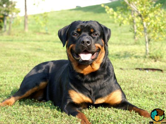 Rottweiler Wanted