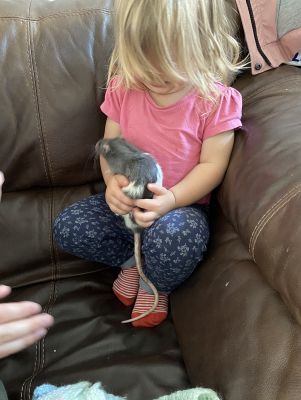 Rat for Rehoming