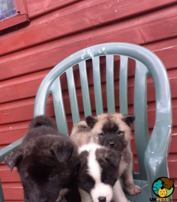 Stunning American Akita puppies for sale | UKPets