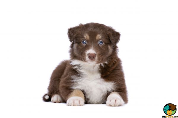 Cute Border Collie Wanted