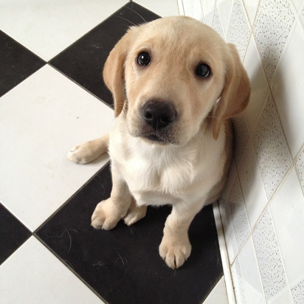 Labrador dog WANTED | UKPets