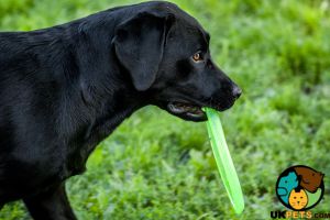 Labrador Retriever Online Listings