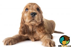Show-type Cocker Spaniel Wanted